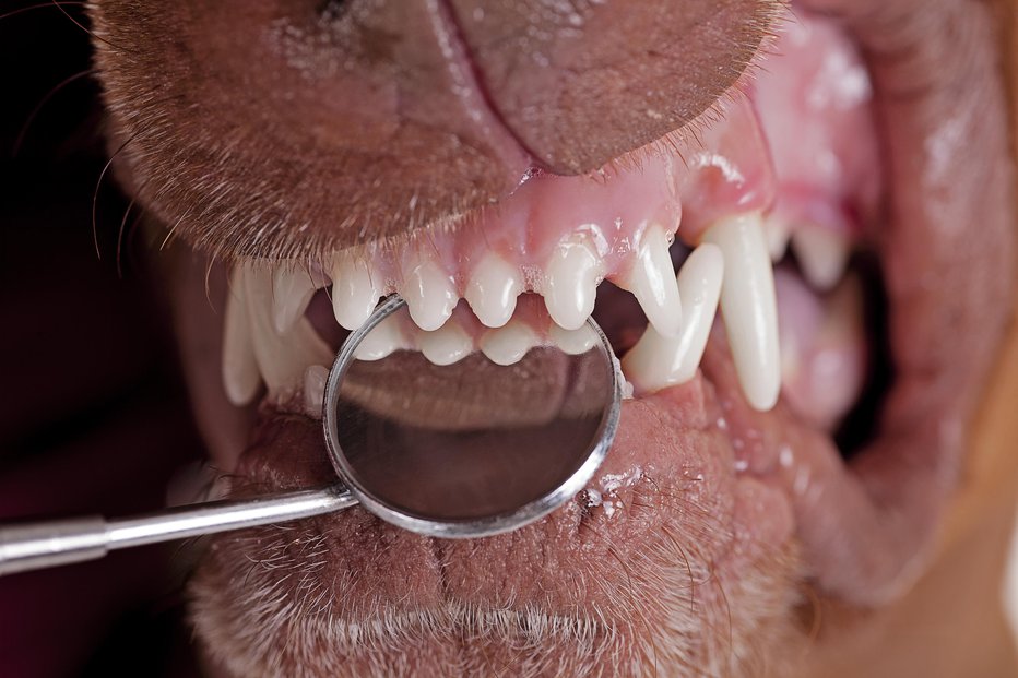 Fotografija: Za dobro počutje živali so pomembni tudi zdravi zobje. Fotografiji: Guliver/Getty Images