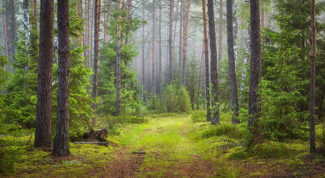 Izgubil se je v ameriški prodajalni, našel pa v finskem gozdu. FOTOGRAFIJI: Guliver/Getty Images
