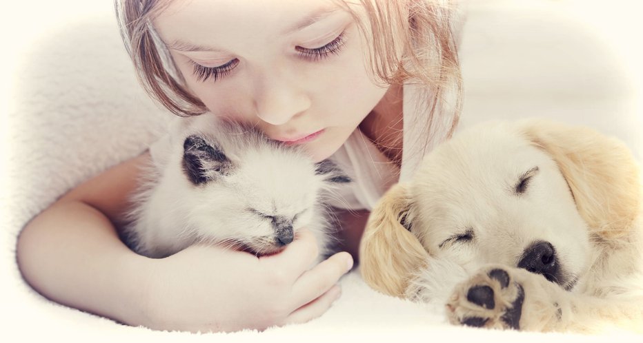 Fotografija: Vse več Britancev se v času karantene odloča za nakup psa ali mačke. FOTO: Shutterstock