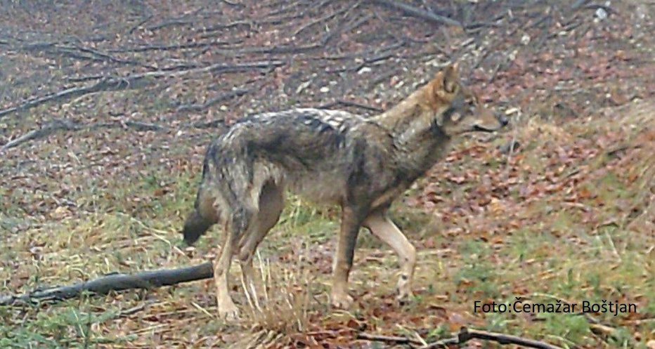 Fotografija: Ustavno sodišče je ustavilo odstrel volka. FOTO: Boštjan Čemažar