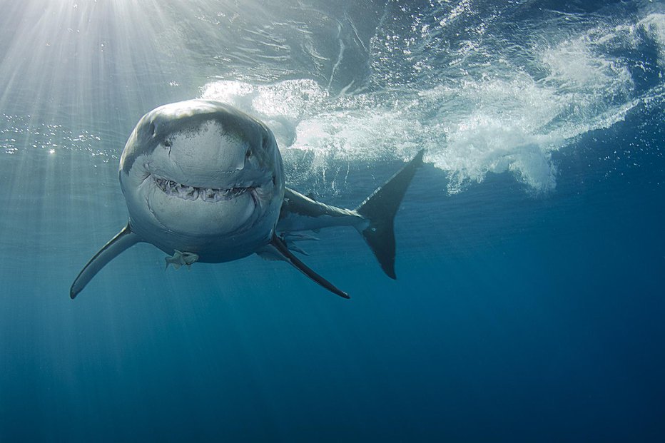 Fotografija: Oče ga je rešil skoraj gotove smrti med zobmi morskega psa. FOTO: Rasmus-raahauge, Getty Images, Istockphoto