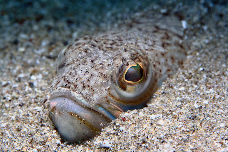 Fotografija: Morski zmaj oziroma morski pajek je najbolj strupena riba v Jadranskem morju, zadržuje se v plitvi vodi, pogosto se skriva v pesku. FOTO: Guliver/Getty Images
