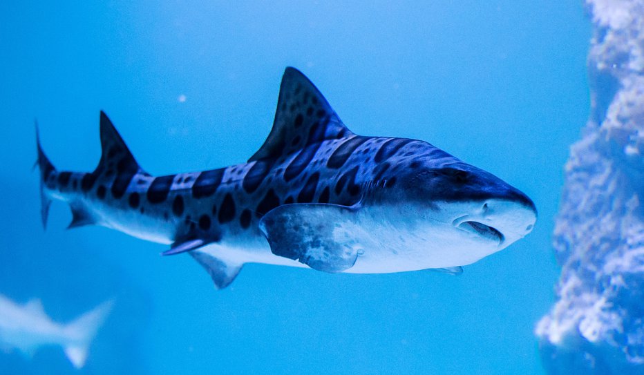 Fotografija: Tale je na ogled v akvariju v Pulju. FOTO: antonio Bronic/Reuters