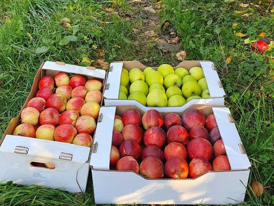 Fotografija: Jabolka s kmetije Novak FOTO: Facebook