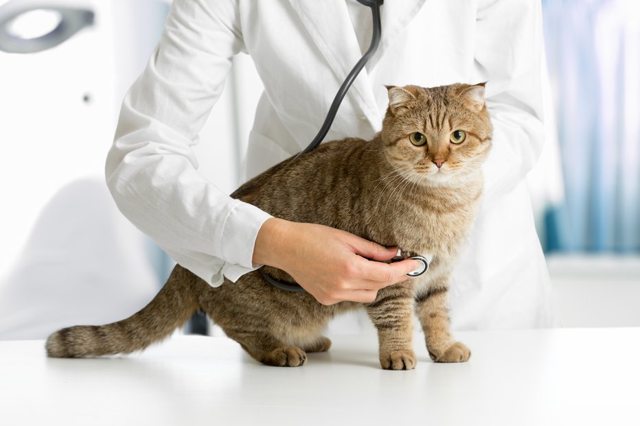 Fotografija: Tudi mačke je treba pogosteje voziti k veterinarju. FOTO: Shutterstock