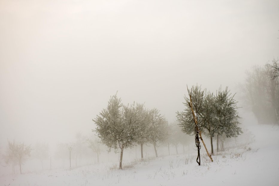 Fotografija: Oljka preživi do –12 °C. FOTO: Guliver/Thinkstock