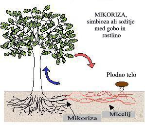 Mikoriza je sožitje med drevesom in glivo.