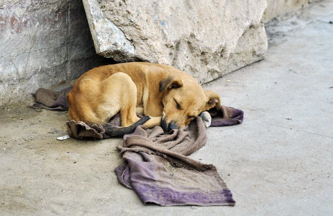 V Sloveniji je vsako leto zapuščenih 500 psov. FOTO: Guliver/Thinkstock