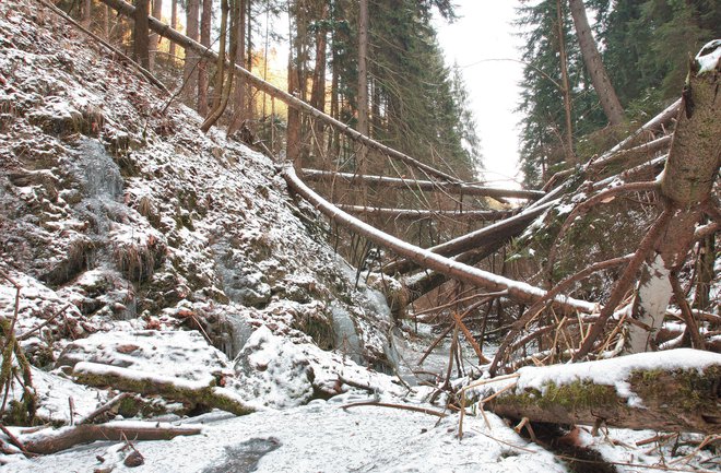 Žledolom, vetrolom in podlubniki so uničili več kot 20 milijonov kubičnih metrov dreves. FOTO: Guliver/Thinkstock