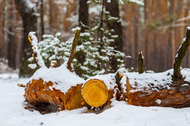 Slovenski gozdovi so prazni. FOTO: Guliver/Thinkstock