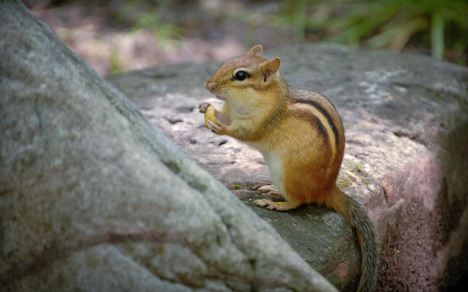 Fotografija: Srčkana, a potencialno invazivna veverica čipmunk Vir REuuN