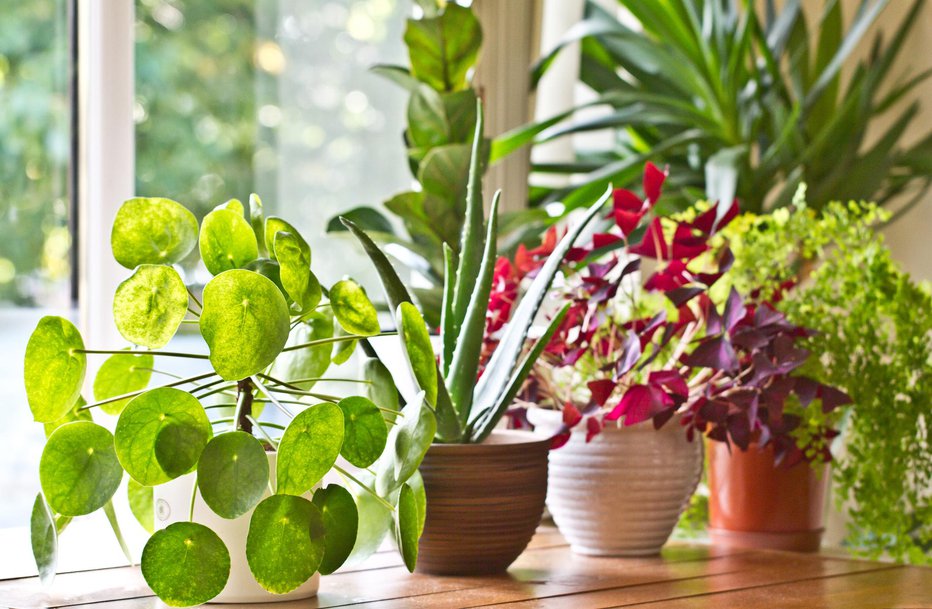 Fotografija: Previdno pri izbiri sobnih rastlin. FOTO: Thinkstock