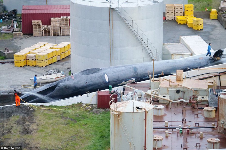 Fotografija: Sinji kit je skoraj izumrl.