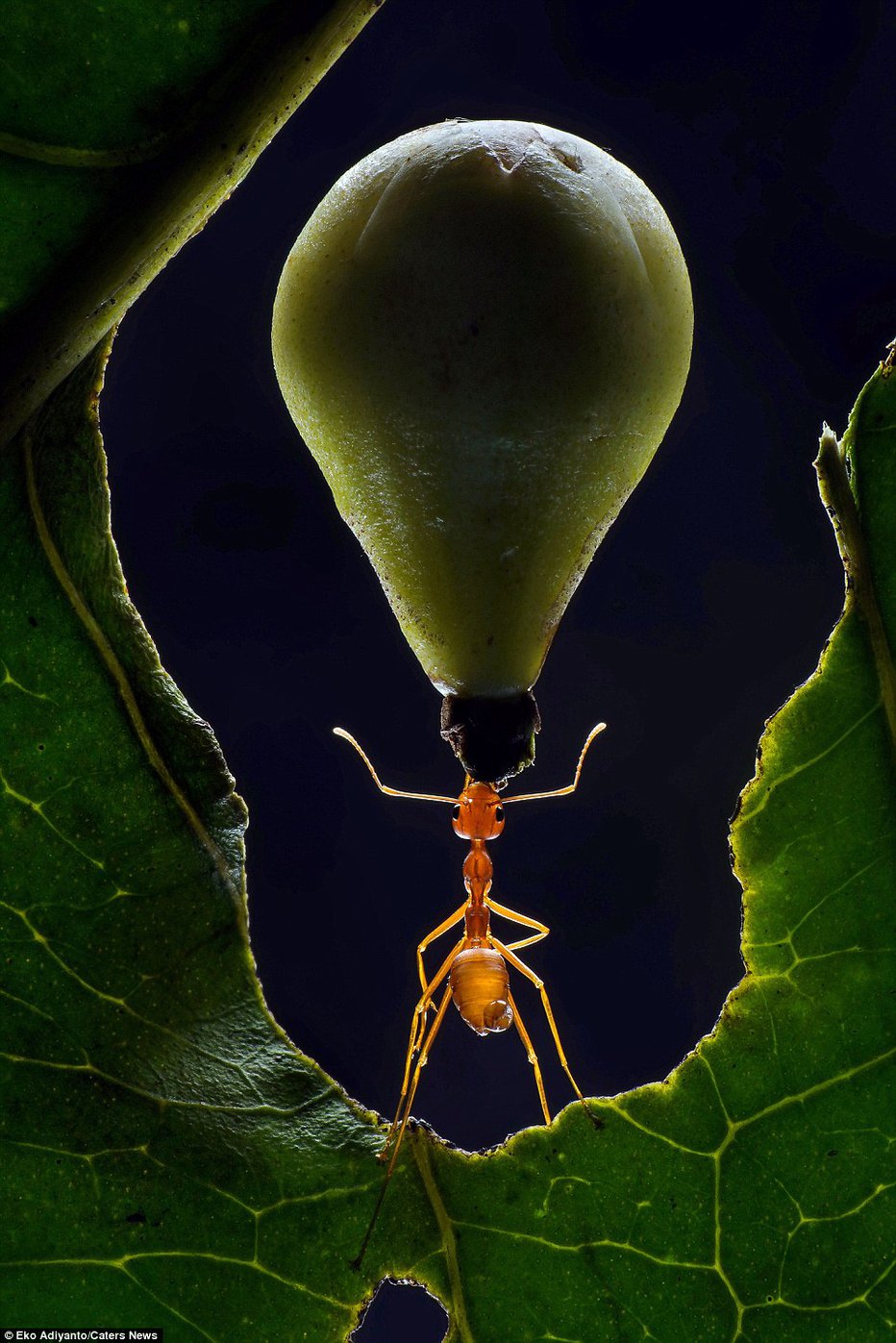 Fotografija: Tako je mravlja nosila sadež.