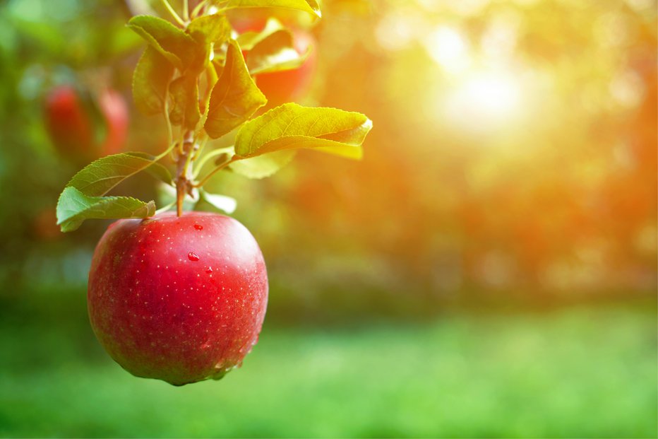 Fotografija: Poskrbite, da se v jabolkih ne bodo zaredili črvi. FOTO: Guliver/Getty Images