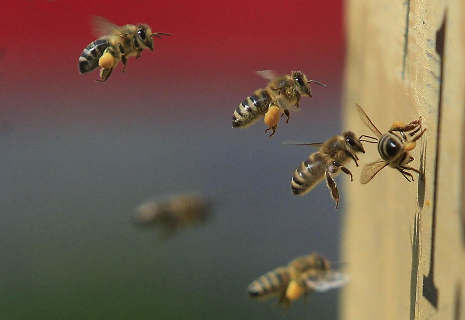 Fotografija: Pik čebele je lahko nevaren. FOTO: Leon Vidic, Delo