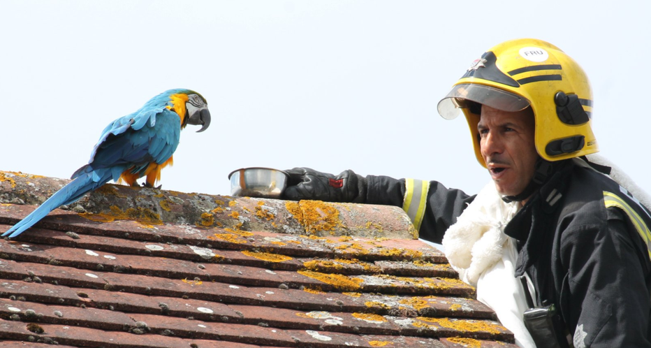 Fotografija: Papiga in gasilec. FOTO: Londonska gasilska brigada
