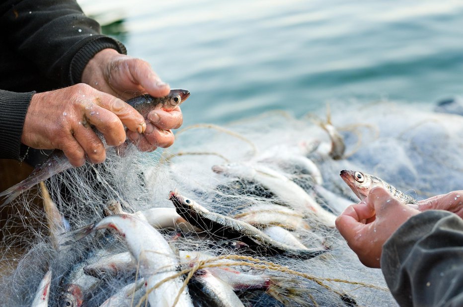 Fotografija: Najbolje jih je kupiti od lokalnih ribičev. FOTO: Guliver/Getty Images