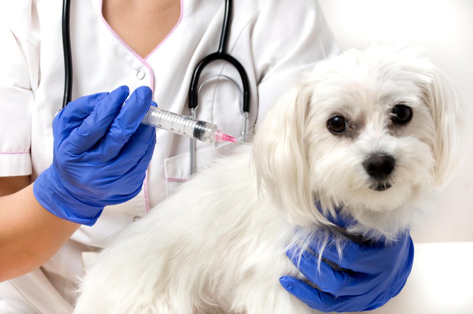 Fotografija: Cepljenje psov proti steklini je pri nas obvezno. Foto: Guliver/Getty Images