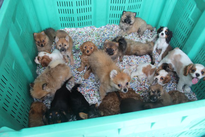 Psi so bili stlačeni v zabojnike in zaprti v kletke, kjer ni bilo posod z vodo in hrano. FOTO: PU Murska Sobota