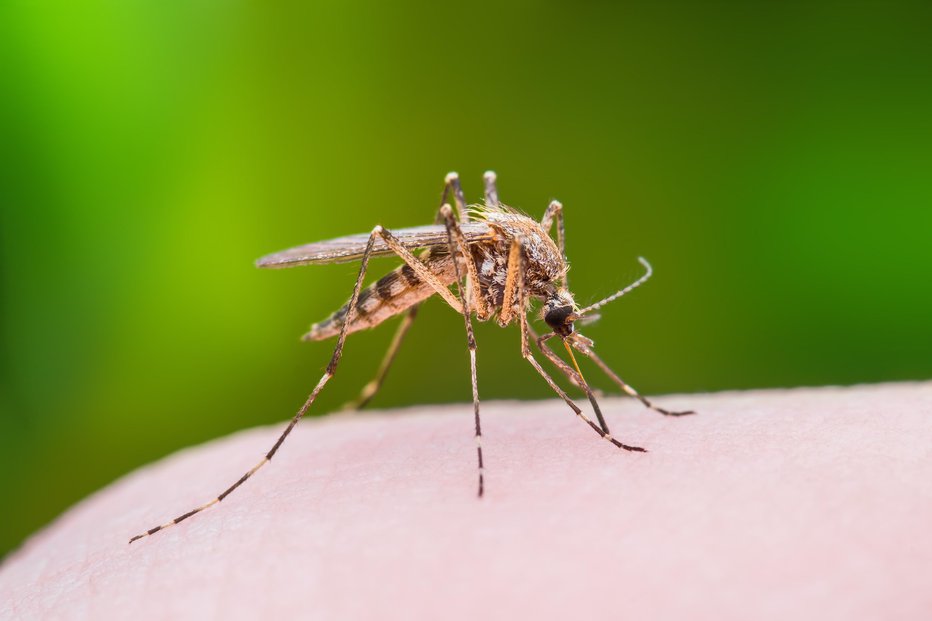 Fotografija: Virus se prenaša s piki komarjev. FOTO: Getty Images, Istockphoto