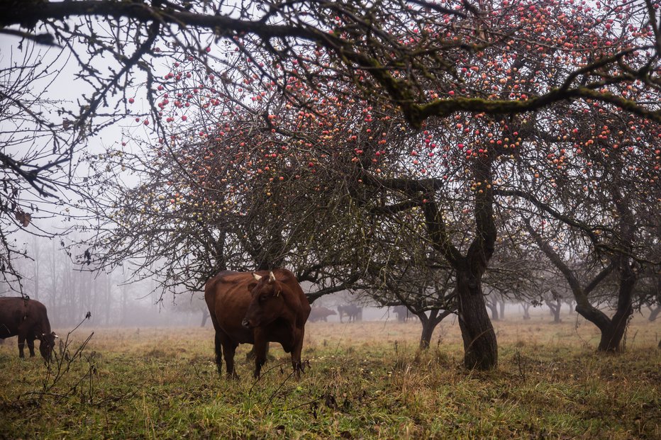Fotografija: Krave, vajene paše, zlahka jedo jabolka, večja nevarnost je pri uhlevljenih. FOTO: Guliver/getty images