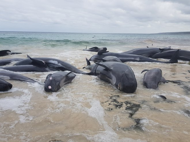 Delfini, ki so poginili na znameniti avstralski obali. FOTO: Reuters