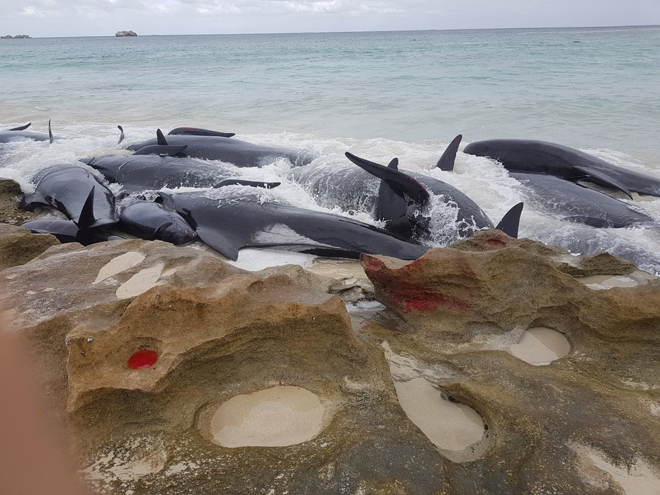 Fotografija: Delfini, ki so poginili na znameniti avstralski obali. FOTO: Reuters