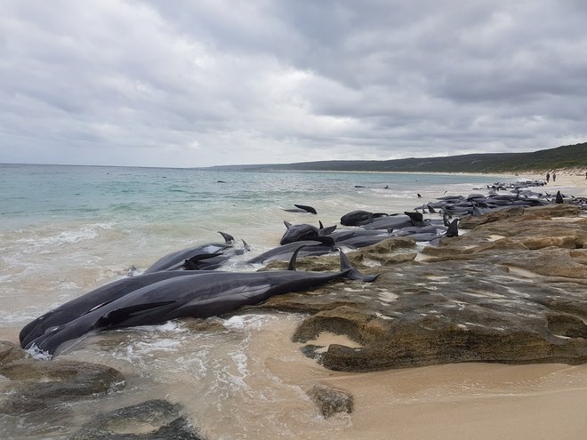 Delfini, ki so poginili na znameniti avstralski obali. FOTO: Reuters