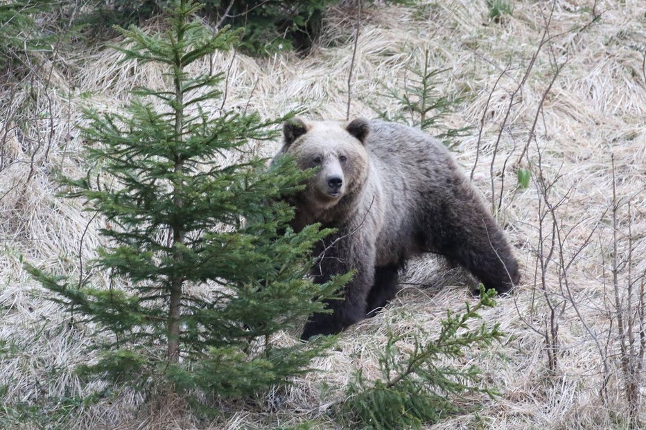 Fotografija: Lovci opozarjajo, da so se medvedi že prebudili iz zimskega spanja in da so precej lačni. FOTO: Boris Uroda