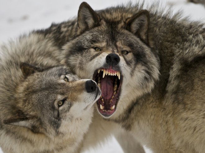 Volkovi se ne potikajo več le po gozdovih. FOTO: arhiv Dela