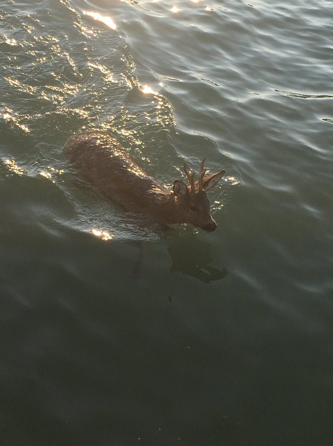 Tudi plaval je. FOTO: Lovska zveza Koper