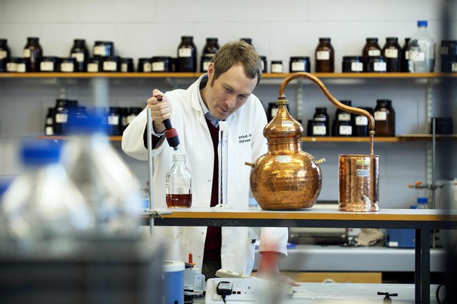 Profesor destiliranja Matthew Pauley preverja vzorce viskijev. FOTO: AFP