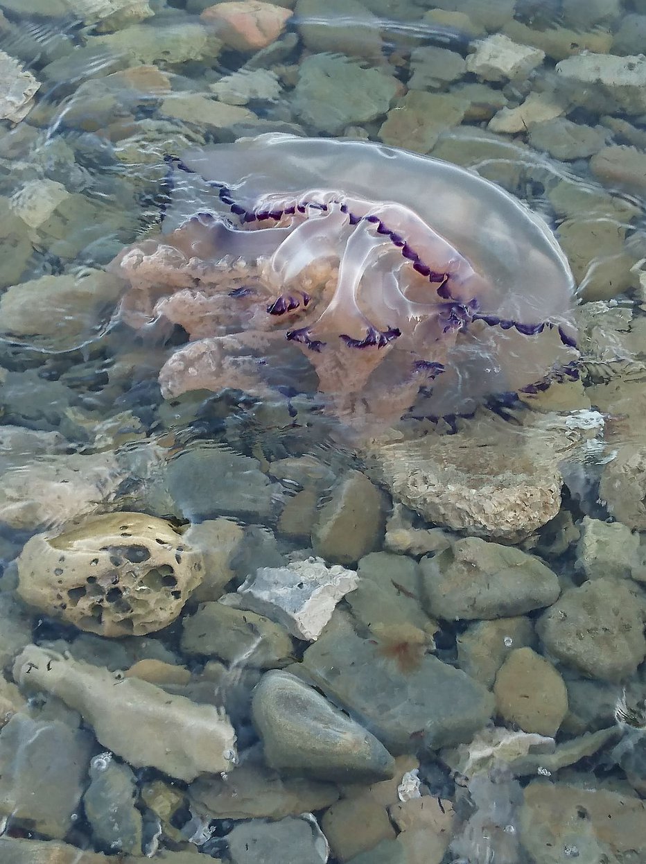 Fotografija: Meduza, ki jo je med sprehodom ob slovenski obali opazila naša bralka. FOTO: bralka Mirjam