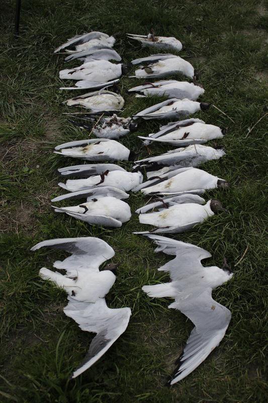 V torek je Matej Gamser skupaj s kolegom odkril 20 komaj dan prej poginulih galebov. FOTO: Matej Gamser