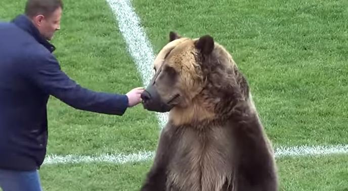 Fotografija: Medved na tekmi ruskega prvenstva. FOTO: Youtube