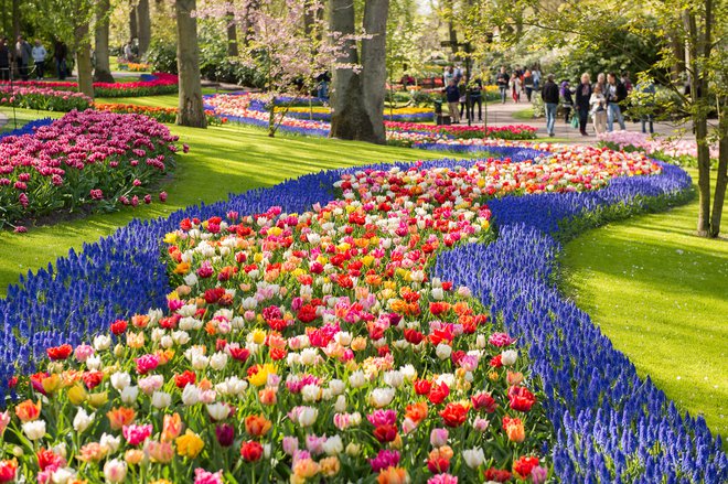 V nizozemskem parku Keukenhof cveti sedem milijonov rastlin. Foto: guliver/getty images