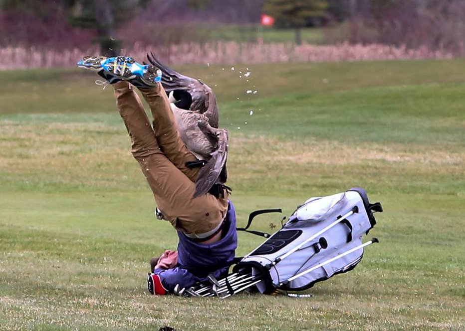 Fotografija: Napad gosi na igralca golfa. FOTO: Blissfield Athletics