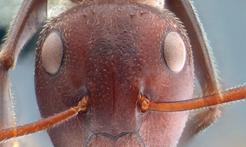 Fotografija: Smrtonosna mravlja. FOTO: Zookeys