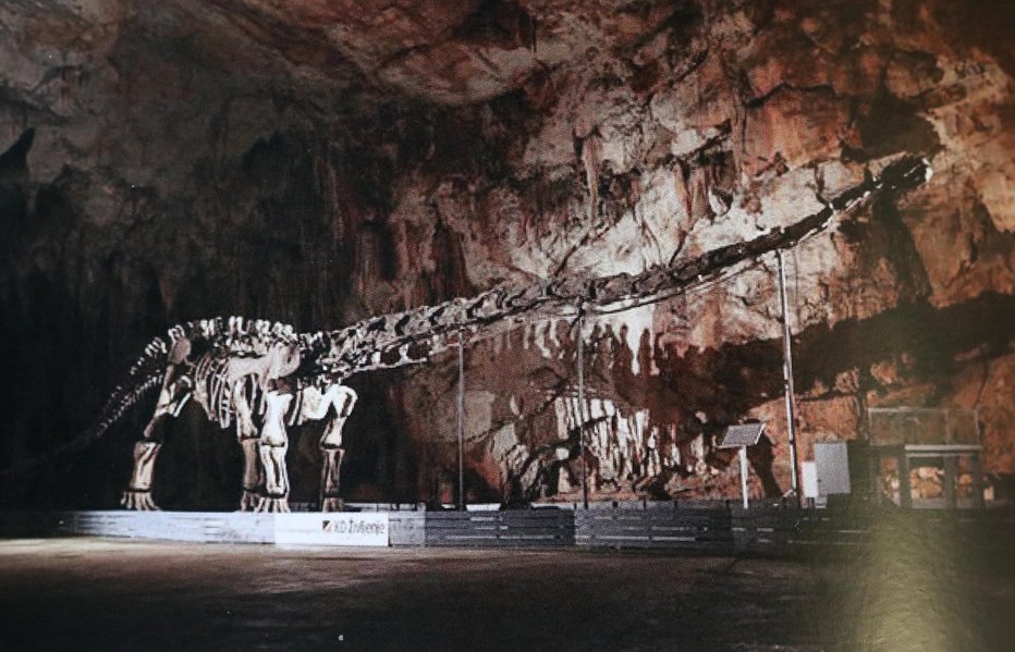 Fotografija: Dvaindvajset metrov dolgega mamenčizavra je Kovač večkrat posojal drugim in v zameno dobival množico eksponatov, tako odlitkov kot tudi originalov. Leta 2009, še pred nastopom Batagelja, je dinozaver že gostoval v Postojnski jami. FOTO: Dejan Javornik