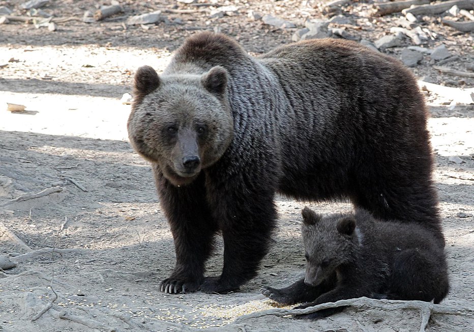 Fotografija: Medvedka in mladič  FOTO: Ljubo Vukelič