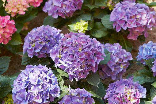 Fotografija: Barva hortenzij je odvisna od kislosti zemlje, v kateri rastejo. FOTO: Thinkstock