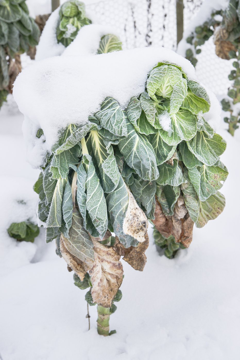 Fotografija: Veliki listi rastlino varujejo pred mrazom. FOTOGRAFIJE: guliver/GETTY IMAGES