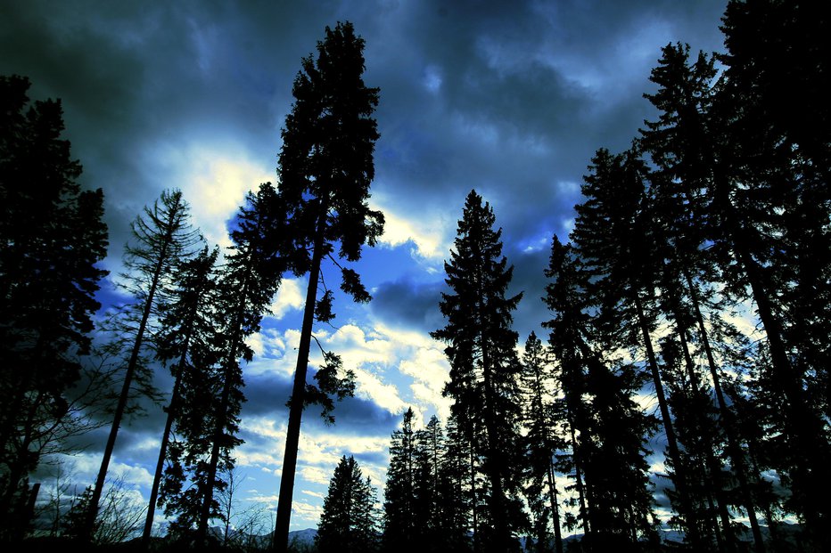 Fotografija: Slovenski gozd se bo spreminjal, več bo listavcev in manj iglavcev. FOTO:Roman Šipić, Delo