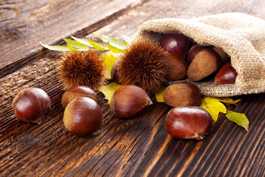 Fotografija: Autumn edible chestnuts in burlap bag on wooden rustic table. Fall background. FOTO: Eskymaks Getty Images/Istockphoto