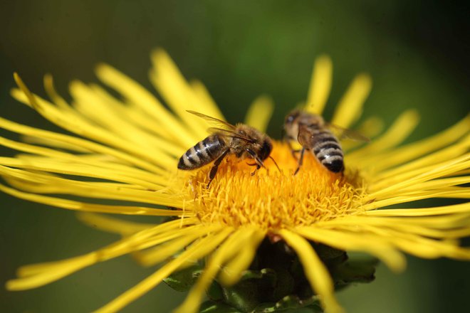 Čebele so pomembne opraševalke. FOTO: Mavric Pivk