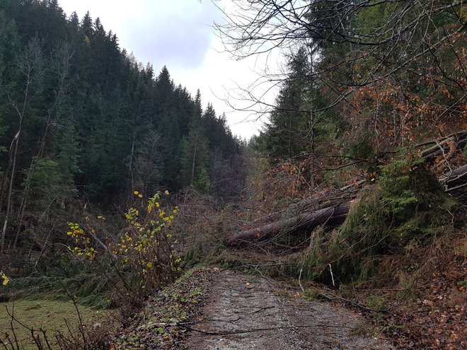 Zaradi vetroloma so na območju Črne na Koroškem zaprte še nekatere gozdne ceste, tudi tiste, ki vodijo do visokogorskih kmetij. FOTO: PGD Črna na Koroškem