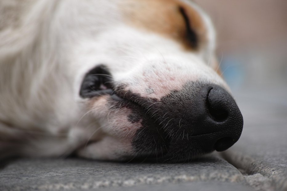 Fotografija: Nekdo zastruplja pse. FOTO: Getty Images, Istockphoto