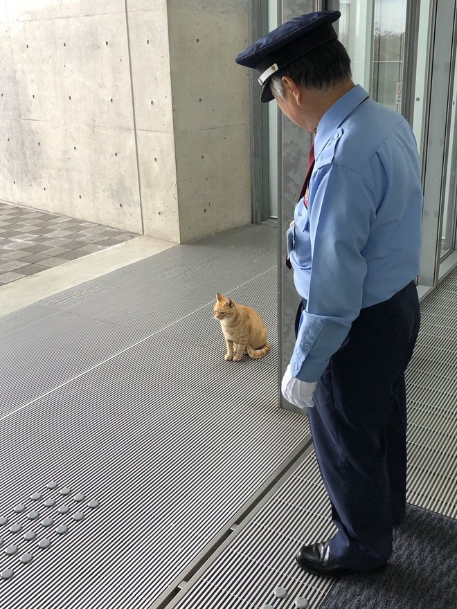 Rdeča mačka čaka na priložnost, da bi vstopila. FOTOgrafije: FB
