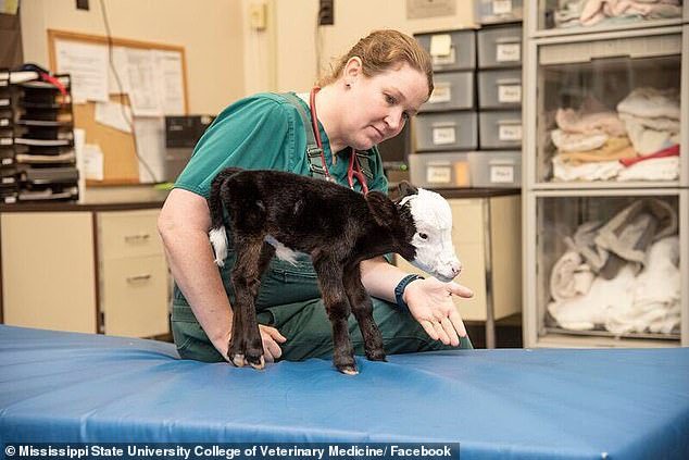 Veterinarji z univerze v Misisipiju bodo skrbno spremljali rast in razvoj miniaturne živali. Fotografije: Facebook